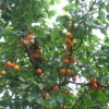 살구나무(Prunus armeniaca var. ansu Maxim.) : 설뫼