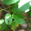 먹넌출(Berchemia floribunda (Wall.) Brongn.) : 설뫼*