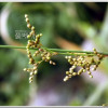 푸른갯골풀(Juncus setchuensis Buchenau) : 청암