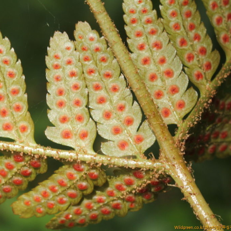 홍지네고사리(Dryopteris erythrosora (D.C.Eaton) Kuntze) : 무심거사