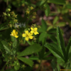 가락지나물(Potentilla anemonifolia Lehm.) : 덕송