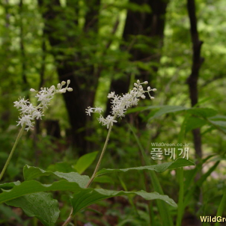 풀솜대(Maianthemum japonicum (A.Gray) LaFrankie) : 통통배