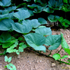 고구마(Ipomoea batatas (L.) Lam.) : 여울목
