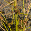 검정방동사니(Fuirena ciliaris (L.) Roxb.) : habal