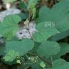 개머루(Ampelopsis glandulosa (Wall.) Momiy. var. heterophylla (Thunb.) Momiy.) : 꽃사랑