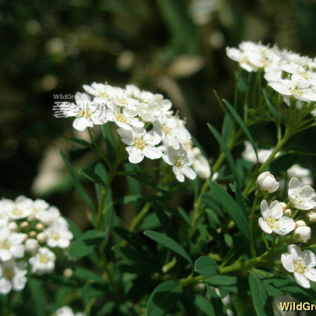 가는잎조팝나무(Spiraea thunbergii Siebold ex Blume) : 여울목