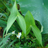 소귀나물(Sagittaria trifolia L. var. edulis (Siebold ex Miq.) Ohwi) : 무심거사