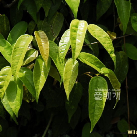 모람(Ficus oxyphylla Miq. ex Zoll.) : 통통배