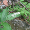풀솜대(Maianthemum japonicum (A.Gray) LaFrankie) : 필릴리