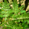 초피나무(Zanthoxylum piperitum (L.) DC.) : 여울목
