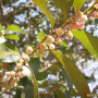 사스레피나무 : 봄까치꽃