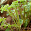 가지괭이눈(Chrysosplenium ramosum Maxim.) : 벼루