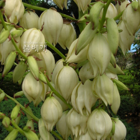 유카(Yucca gloriosa L.) : 꽃천사