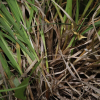 산사초(Carex canescens L.) : 도리뫼