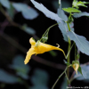 노랑물봉선(Impatiens noli-tangere L.) : habal