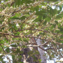 사스레피나무 : 봄까치꽃