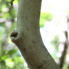 푸조나무(Aphananthe aspera (Thunb.) Planch.) : 꽃천사