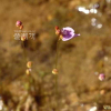이삭귀개(Utricularia caerulea L.) : 푸른마음