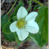 딸기(Fragaria ananassa Duch.) : 통통배