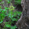 금강봄맞이(Androsace cortusifolia Nakai) : 벼루