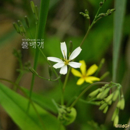 흰씀바귀(Ixeridium dentatum (Thunb.) Tzvelev f. albiflora (Makino) H.Hara) : 둥근바위솔