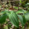 풀솜대(Maianthemum japonicum (A.Gray) LaFrankie) : 은빛향기