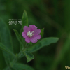 큰바늘꽃(Epilobium hirsutum L.) : 청풍