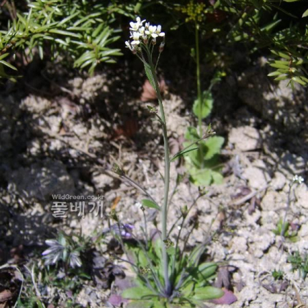 애기장대(Arabidopsis thaliana (L.) Heynh.) : 塞翁之馬