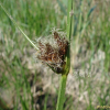 물고랭이(Schoenoplectus nipponicus (Makino) Soják) : 꽃사랑