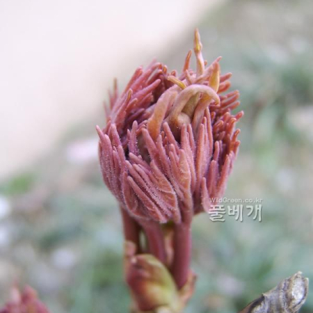 모란(Paeonia suffruticosa Andr.) : 塞翁之馬