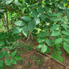 개옻나무(Toxicodendron trichocarpum (Miq.) Kuntze) : 통통배