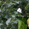 함박꽃나무(Magnolia sieboldii K.Koch) : 무심거사