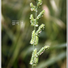 개피(Beckmannia syzigachne (Steud.) Fernald) : 꽃사랑