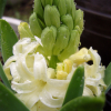 히아신스(Hyacinthus orientalis L.) : 가야