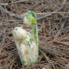 비늘고사리(Dryopteris lacera (Thunb.) Kuntze) : 설뫼