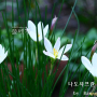 흰꽃나도사프란 : 들꽃따라