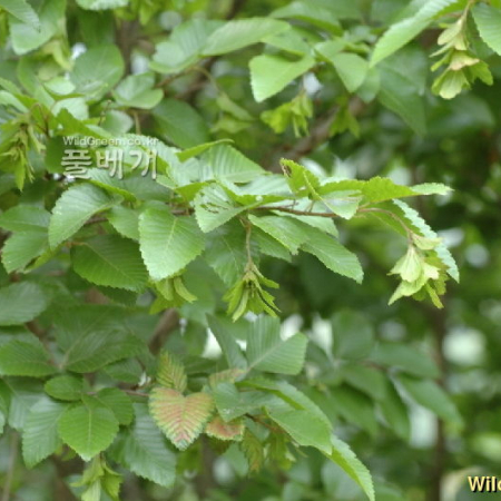소사나무(Carpinus turczaninovii Hance) : 벼루