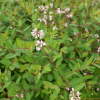 개정향풀(Apocynum lancifolium Russanov) : 꽃사랑