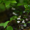 월귤(Vaccinium vitis-idaea L.) : 벼루