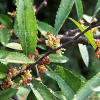 참느릅나무(Ulmus parvifolia Jacq.) : 석뫼