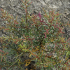 방석나물(Suaeda australis (R.Br.) Moq.) : habal