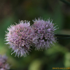 갯부추(Allium pseudojaponicum Makino) : 무심거사
