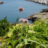 갯부추(Allium pseudojaponicum Makino) : 무심거사