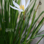 흰꽃나도사프란 : 고들빼기