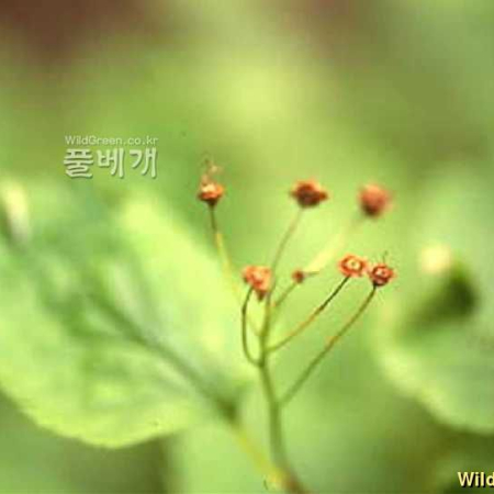 섬국수나무(Spiraea insularis (Nakai) H.C.Shin) : kplant1