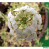 바위장대(Arabis serrata Franch. & Sav.) : 무심거사