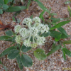 갯방풍(Glehnia littoralis F.Schmidt ex Miq.) : 晴嵐