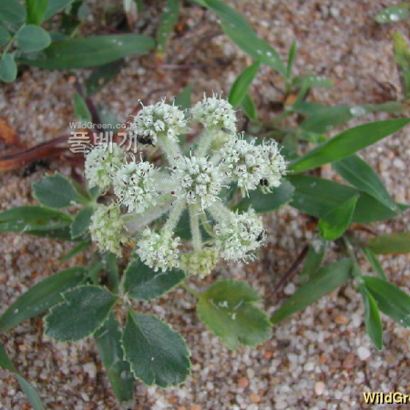 갯방풍(Glehnia littoralis F.Schmidt ex Miq.) : 벼루