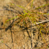 우산방동사니(Cyperus tenuispica Steud.) : habal