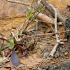 갯패랭이꽃(Dianthus japonicus Thunb. ex Murray) : 설뫼*